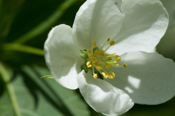 white flowers apple close-up nature landscape