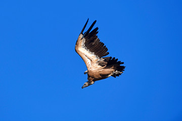 Gänsegeier (Gyps fulvus) im Sturzflug - Griffon vulture