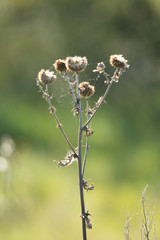 round spine close-up nature