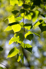 Fototapeta na wymiar green leaves against the sky