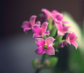 Fototapeta na wymiar Pink flowers with green leaves with beautiful bokeh