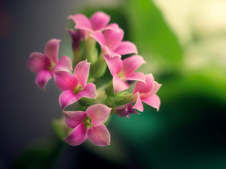 Pink flowers with green leaves with beautiful bokeh