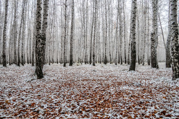 first snow in a birch forest, autumn landscape