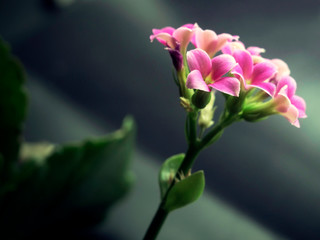 Pink flowers with green leaves with beautiful bokeh