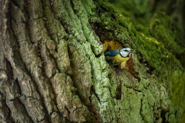 Cyanistes caeruleus. Wildlife. Wild nature of Czech. Beautiful picture. Free nature. From bird life. Spring. Blue bird.