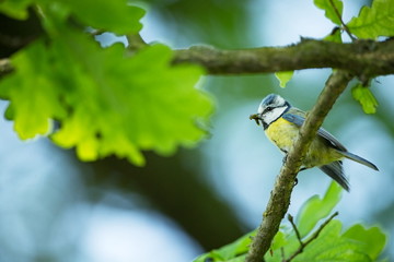 Cyanistes caeruleus. Wildlife. Wild nature of Czech. Beautiful picture. Free nature. From bird life. Spring. Blue bird.