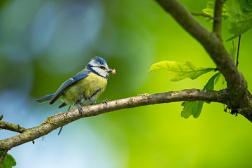 Cyanistes caeruleus. Wildlife. Wild nature of Czech. Beautiful picture. Free nature. From bird life. Spring. Blue bird.