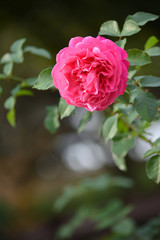 Pink Rose