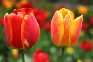 Two wonderful tulips, red and yellow with a red tinge.
