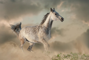 Obraz na płótnie Canvas Beautiful arabian horse in the dust running