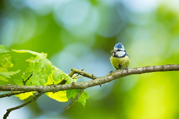 Cyanistes caeruleus. Wildlife. Wild nature of Czech. Beautiful picture. Free nature. From bird life. Spring. Blue bird.