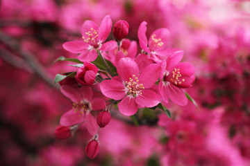 Pink flowers of blooming wild apple tree.