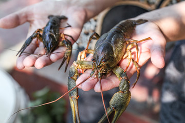 Astacus astacus river crab