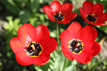 Red tulips has opened on a warm sunny day.