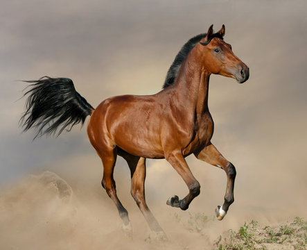Bay stallion galloping © Mari_art