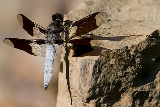 Dragonfly 