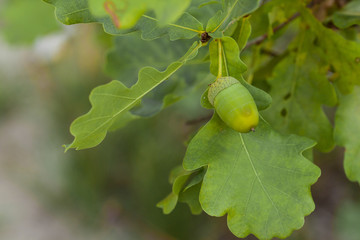 Oak branch with green leaves and acorns on a sunny day. Oak tree in summer. Blurred leaf background. Closeup.