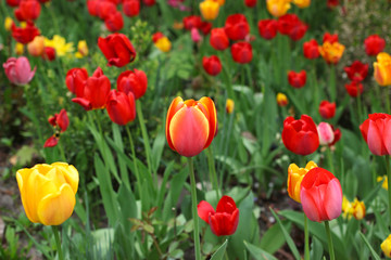 Plantation of colored tulips.