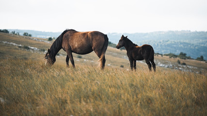 wild horses freely live on the mountain