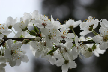 Obraz premium Sprig of flowering cherry tree on a very beautiful background.