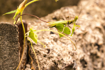 Meadow grasshopper, grasshopper