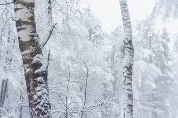 Winter forest. Forest after a heavy snowfall. Winter landscape