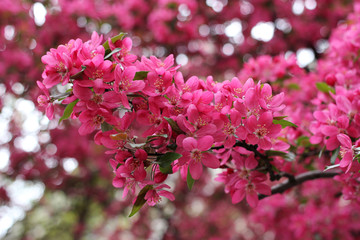 Magnificent sprig of a blossoming wild apple tree.
