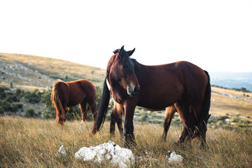 Fototapeta premium wild horses freely live on the mountain
