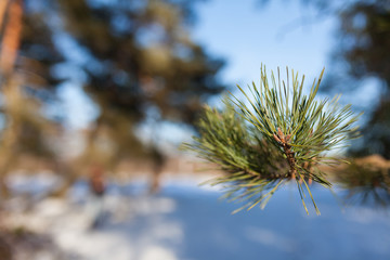 Naklejka premium pine cone on a branch with needles