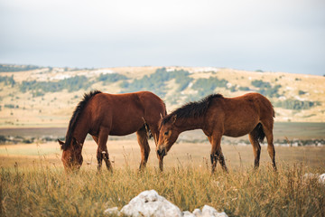 Fototapeta premium wild horses freely live on the mountain