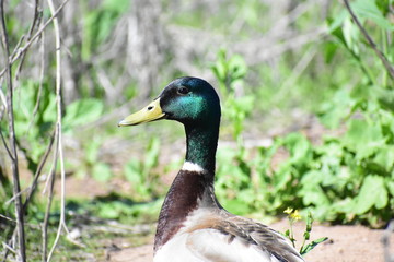 Mallard duck posing for the camera in nature