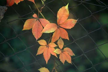 Autumn leaves