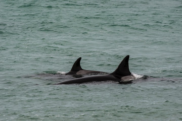 Fototapeta premium Orca Patagonia , Argentina