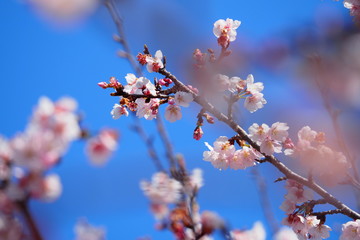 安行寒桜