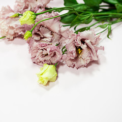 Beautiful pink flower, eustoma, Lisianthus on light background