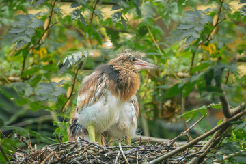 Chick of Javan pond heron, Blekok Sawah, Ardeola speciosa, a wading bird in the nest