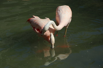 pink flamingo is giving attention to girlfriend on the lake