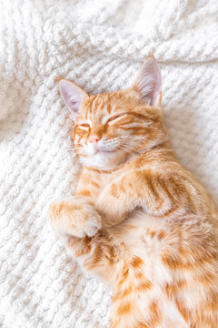 Naklejki Ginger cat sleeping