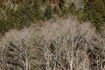 Fototapeta premium 冬の林