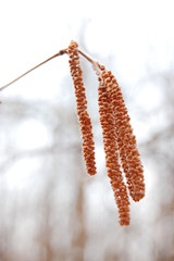 Naklejka premium birch