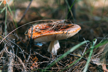 Mushrooms hiding under foliage