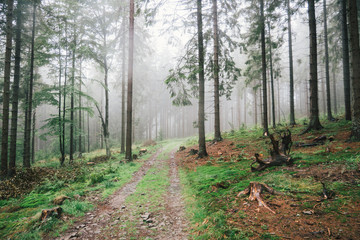 A green forest on a very foggy day