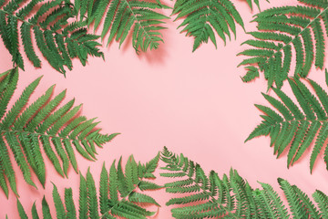 Border leaves of fern on pastel pink. Top view with copy space. Summer background.