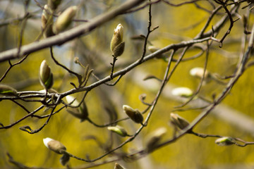 Flowers bud of the magnolia blossoms on a spring day