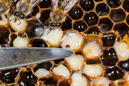 Mite in a beehive, Ukreina. may 2018