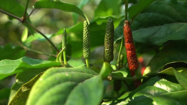 Generation of piper longum, green leaves and fruits have property medicine.