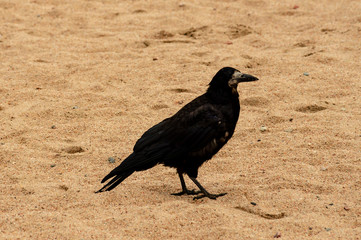black bird