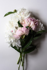 Obraz na płótnie Canvas Closeup of beautiful pink and white Peonie flower on light background