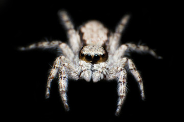Beautiful jumping spider macro portrait isolated on black background