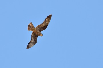 Obraz premium Eleonora's Falcon (Falco eleonorae), Greece